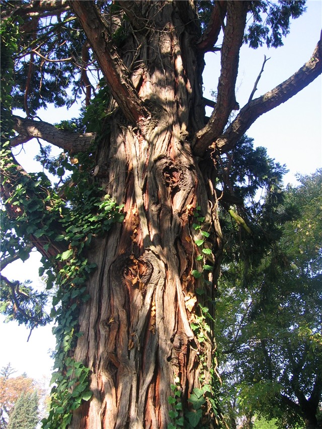 Calocedrus decurrens,  Zagreb 